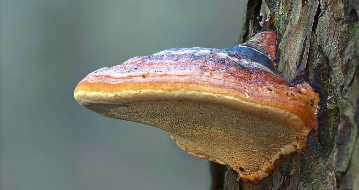 mushroom, reishi, tree mushroom