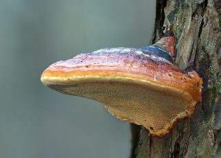 mushroom, reishi, tree mushroom